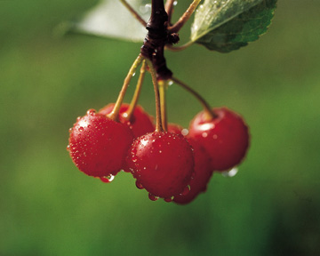 sourcherry