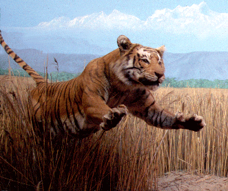 JumpingTiger
